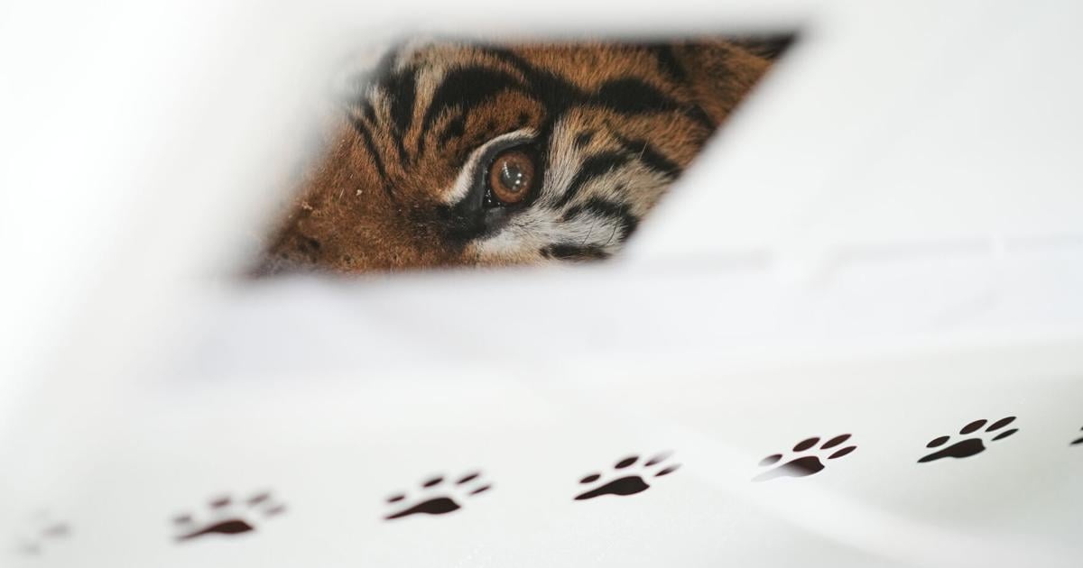 CORRECTION Argentina Big Cats