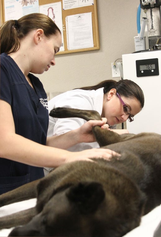 Vets For Pets To Open Low Cost Clinic News Kdhnews Com