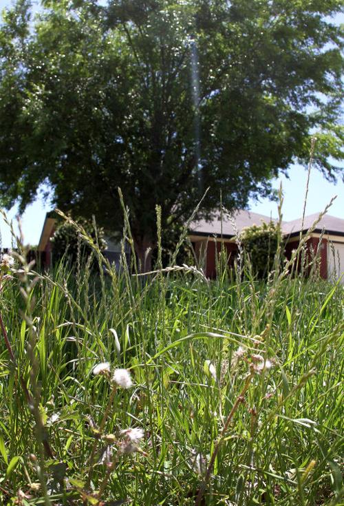 Tall grass in Killeen