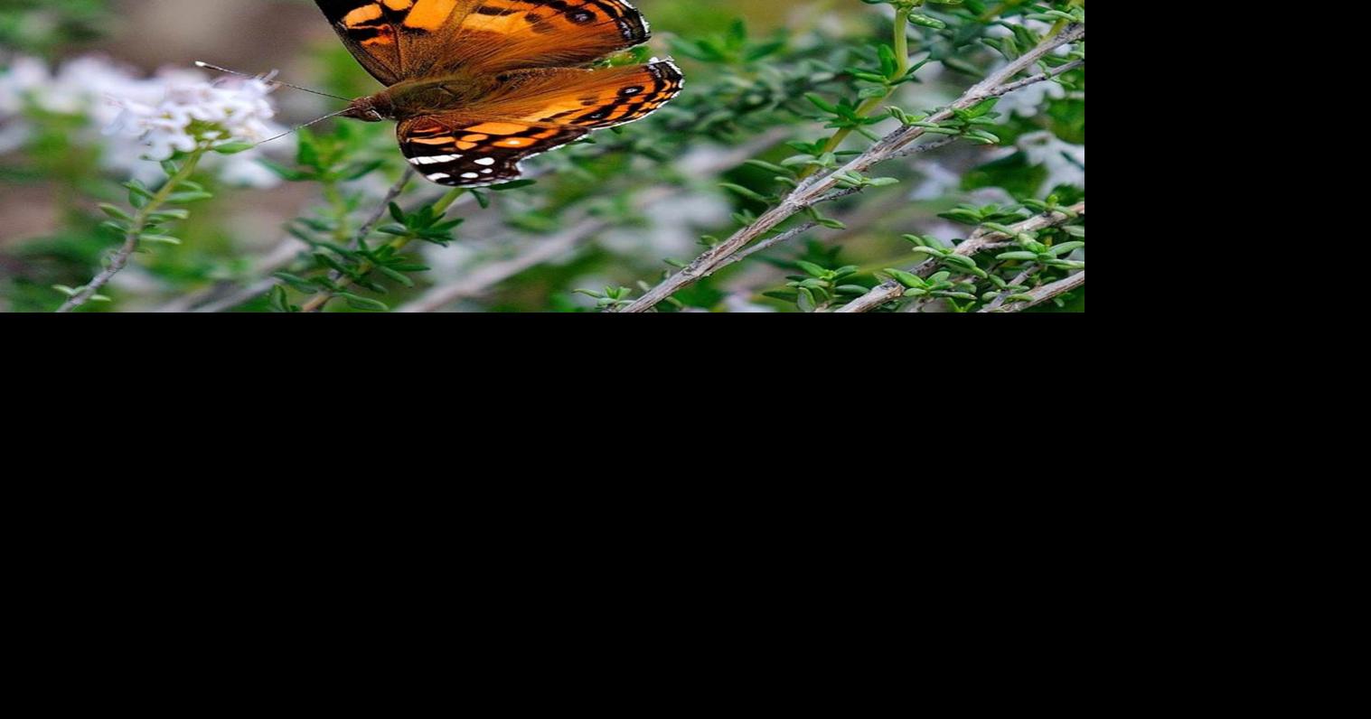 ‘Parsley, Sage, Rosemary and Thyme,’ an old song for spring At Home