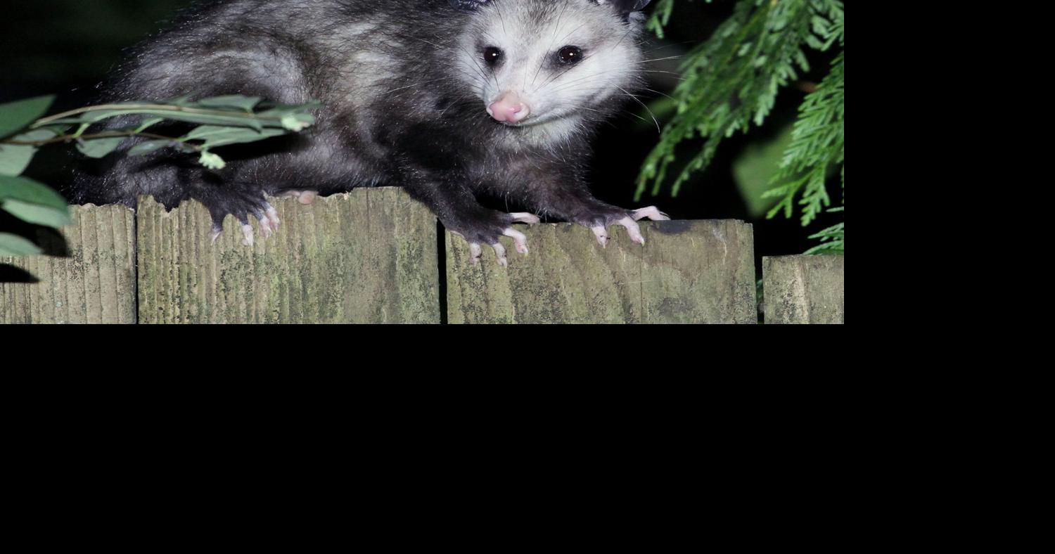 Chief  War Opossum