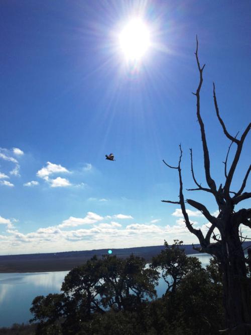 Turkey Vulture in the Sky