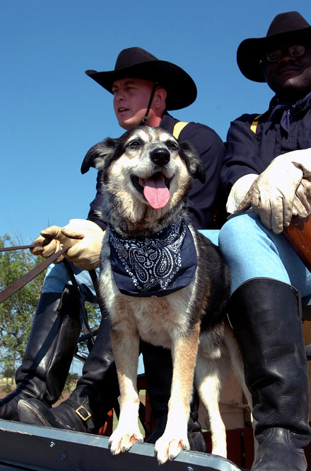 Fort Hood Herald 2010 in Review