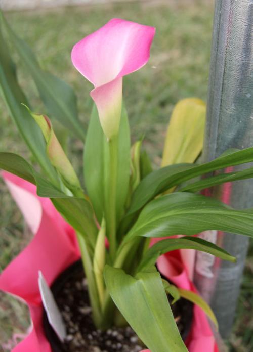 Grace Christian Center Flowers Remembrance