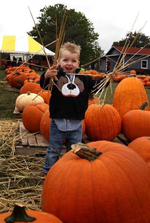 Pumpkin Patch in Harker Heights