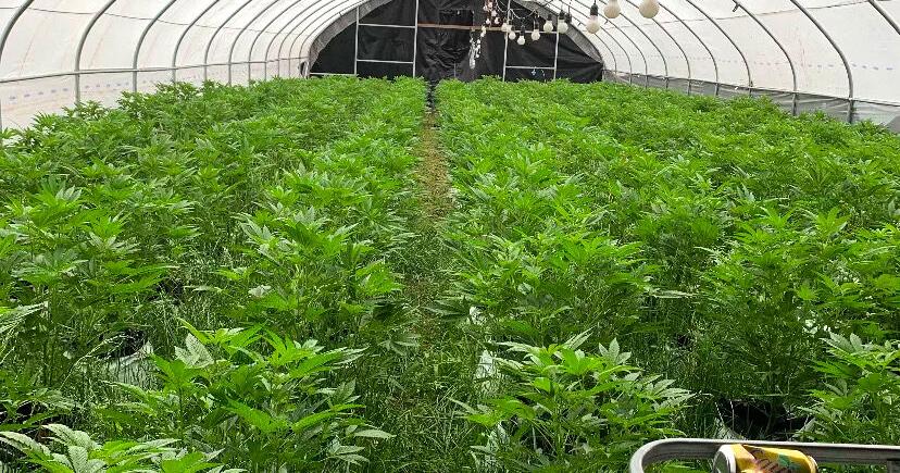 Marijuana Gets Property Owner $33,000 Fine - Vimarsana News