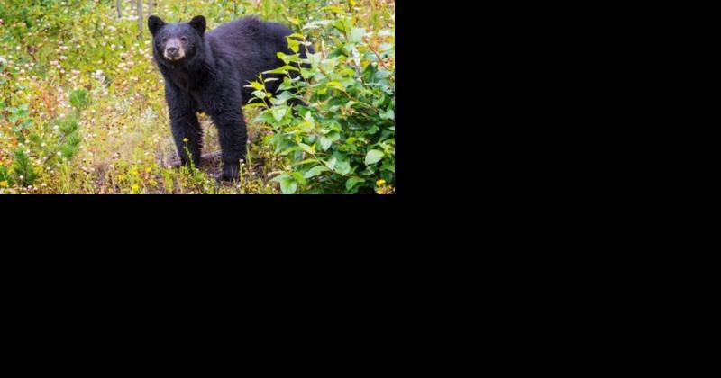 BREAKING NEWS: Bear attacked woman in West Medford, Police issue advisory - Vimarsana News
