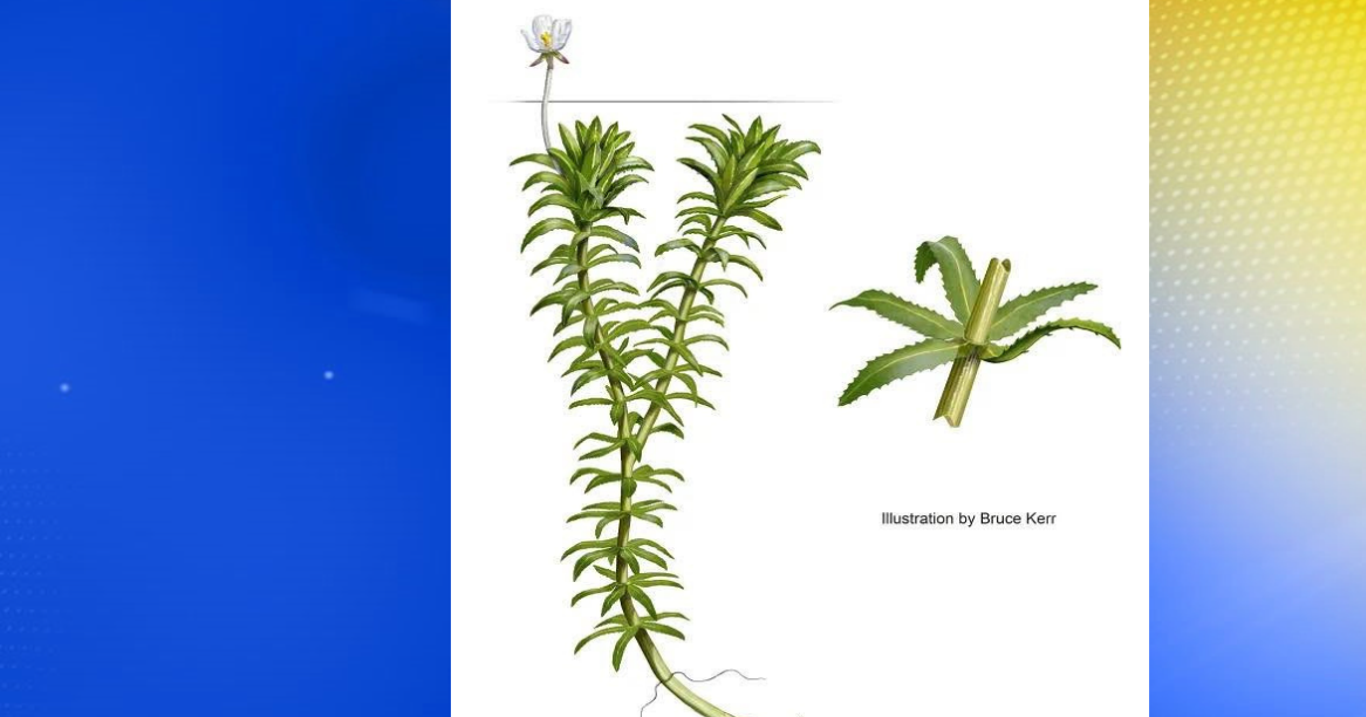 6ae3cca33b71f.image.png?crop=1366%2C717%2C0%2C25&resize=1200%2C630&order=crop%2Cresize