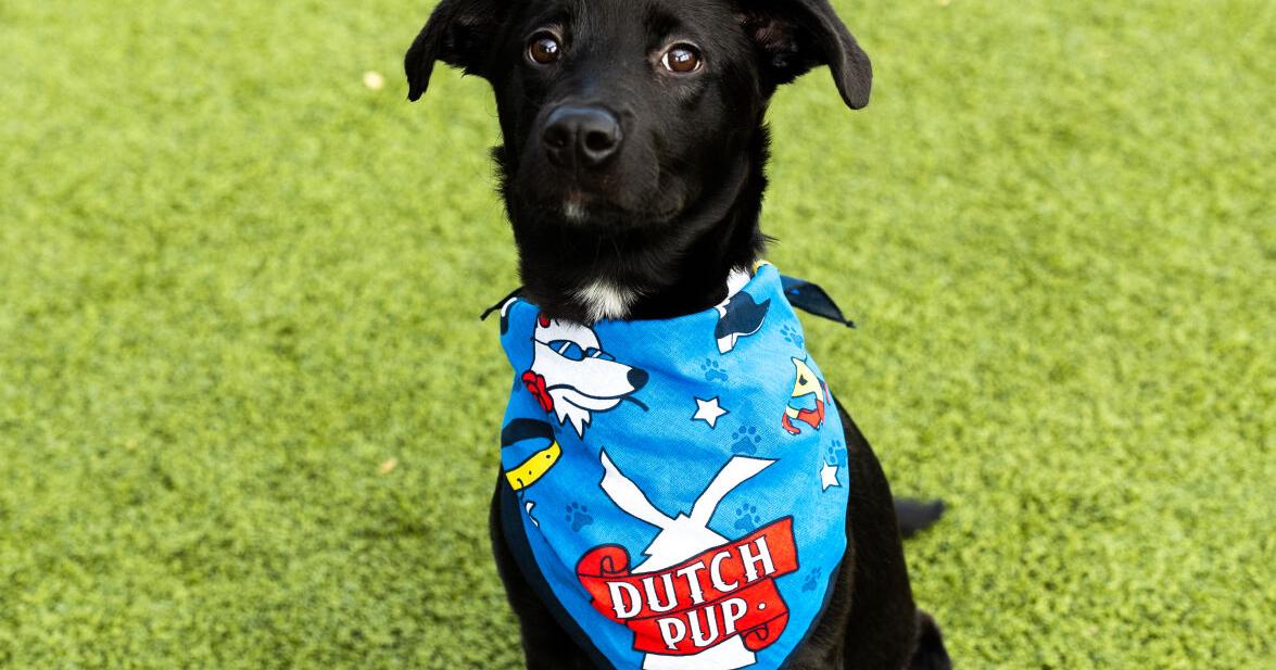 Dutch Bros unleashes love this National Dog day