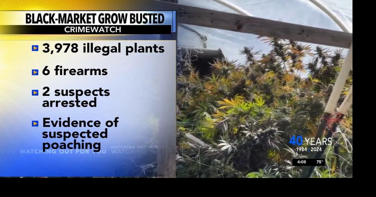 Jackson County's IMET busted illegal marijuana grow with nearly 4,000 ...