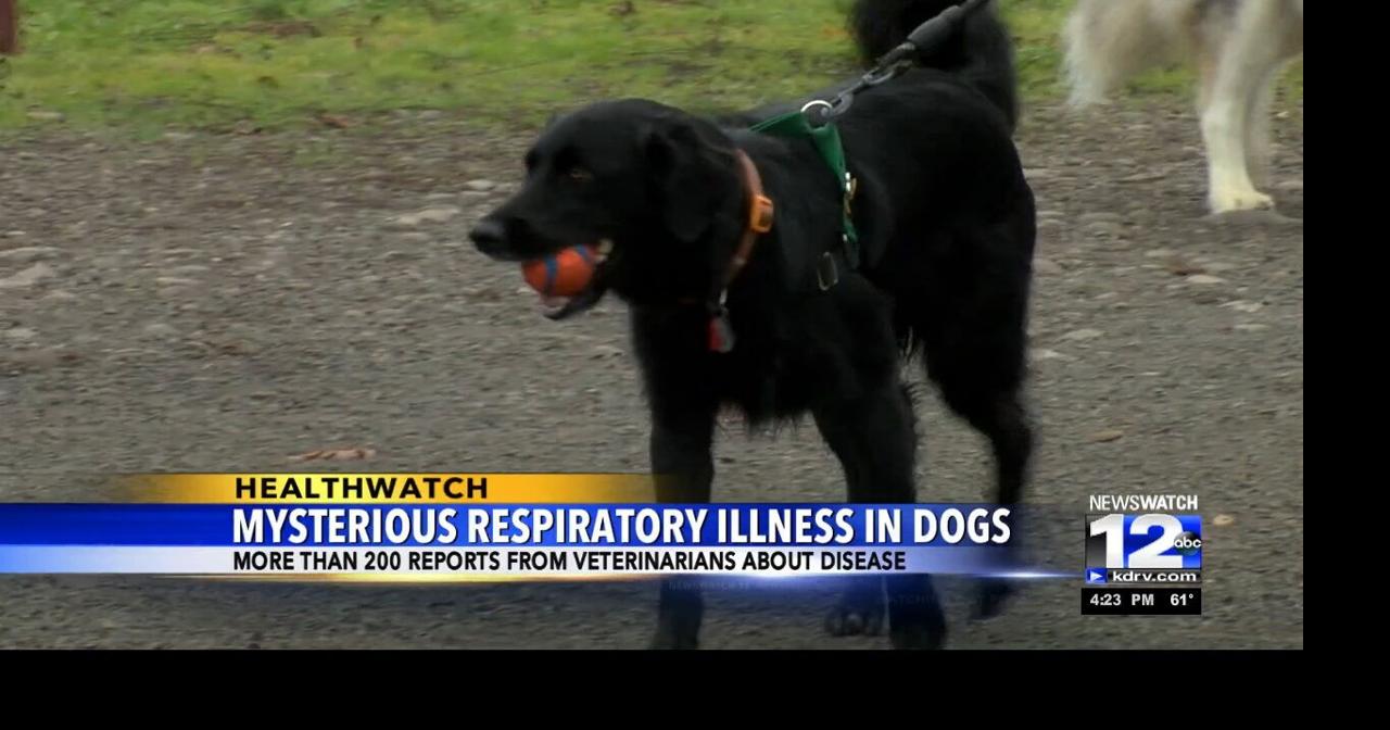 Mysterious respiratory illness in dogs Video