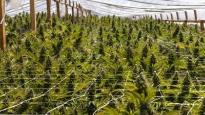 Man's death precipitated raid on massive Josephine County marijuana grow