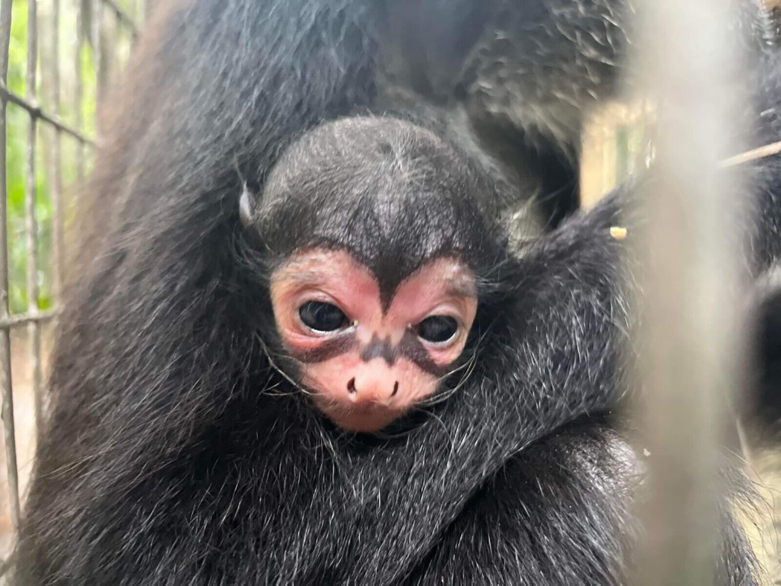 Spider monkey with Batman markings born at Florida zoo News kdrv picture