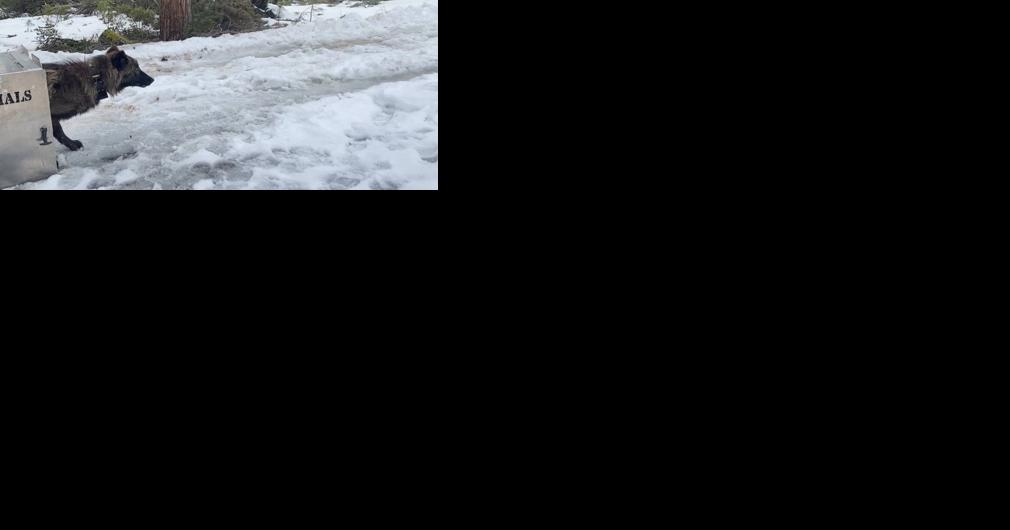 Siskiyou authorities successfully capture and collar wolves | Top Stories - Vimarsana News
