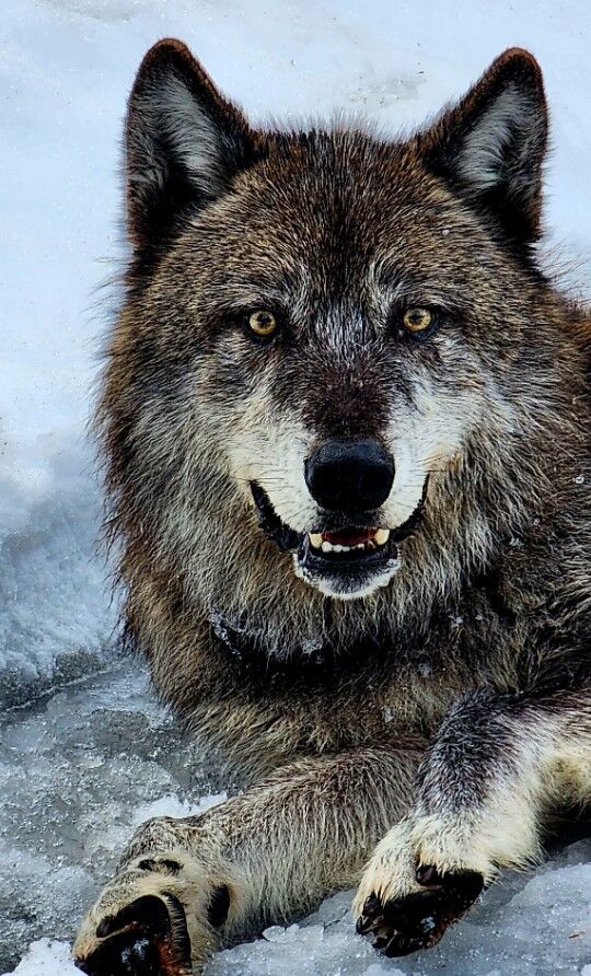 Siskiyou authorities successfully capture and collar wolves