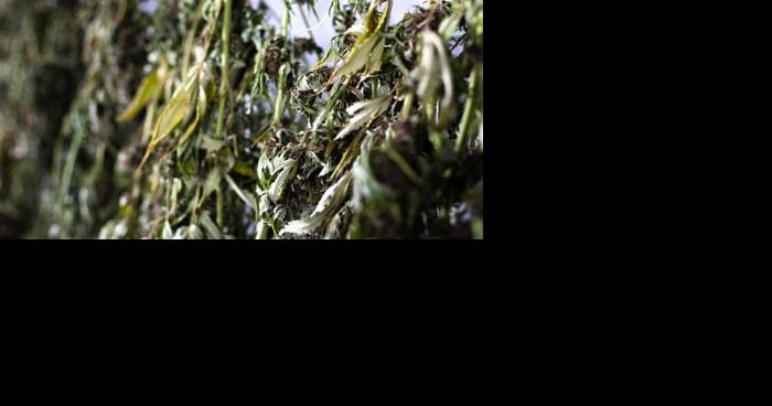 Attempted robbery at Medford hemp farm - Vimarsana News