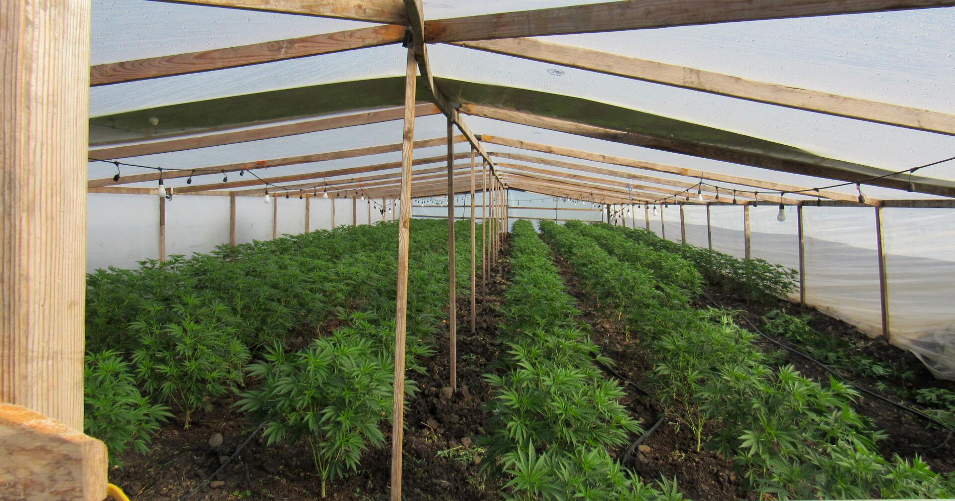 Oregon, mecca of weed, to crack down on illegal pot growers by holding landowners responsible - Vimarsana News
