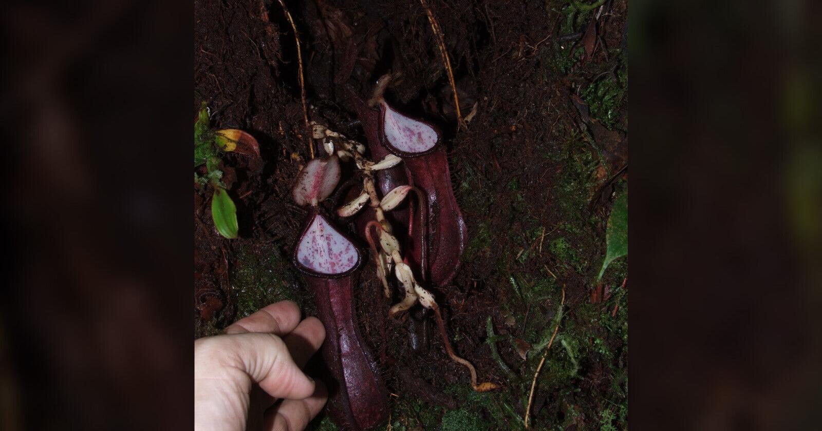 Carnivorous plant that traps prey underground is the 1st of its kind to be discovered - Vimarsana News