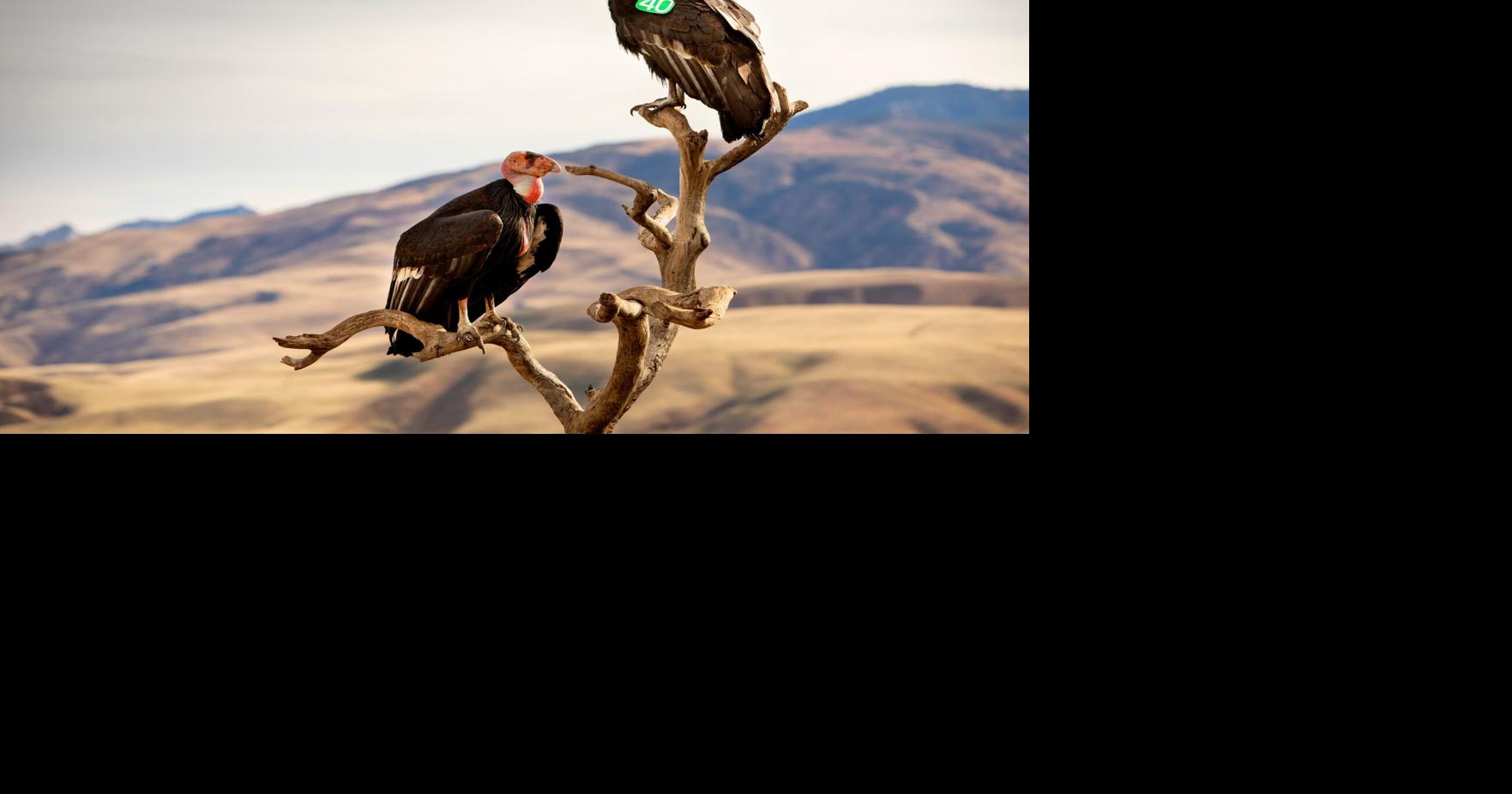 California condor population tops 600 for first time since near-extinction