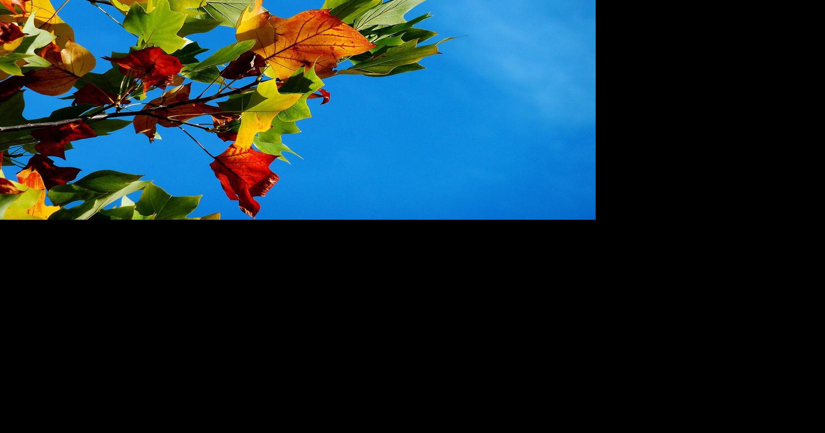 A 2025 fall travel report reveals three top Oregon locations for U.S. leaf peeping