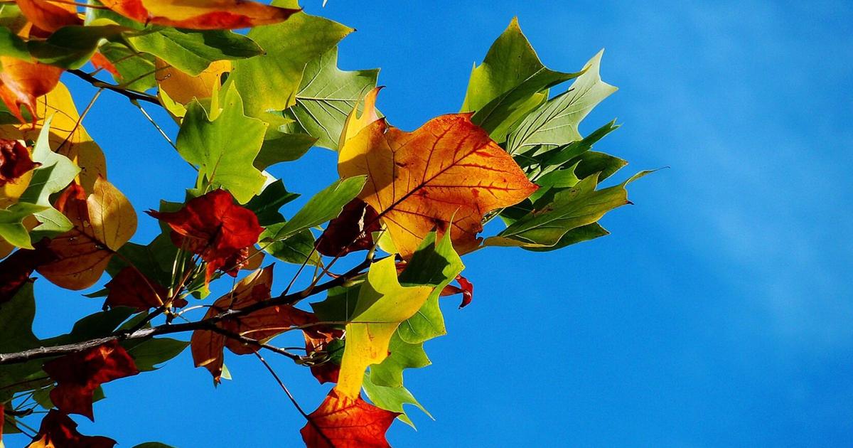 A 2025 fall travel report reveals three top Oregon locations for U.S. leaf peeping