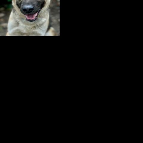 Pet of the Week: meet Shadow! | Pet of the Week