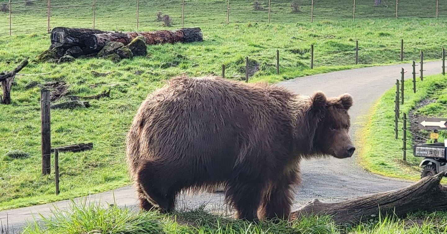 Wildlife Safari welcomes 1-year-old grizzly bear - Vimarsana News