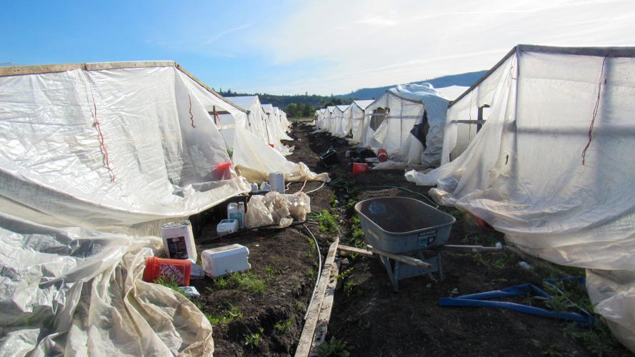 OSP raid seizes 5,000 illegal marijuana plants in Eagle Point | News ...