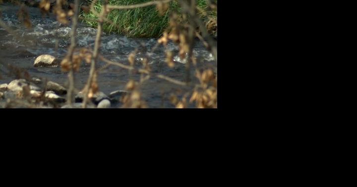 High bacteria levels detected in Bear Creek - Vimarsana News