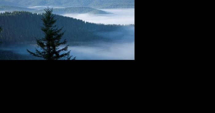 As tree species face decline, 'assisted migration' gains popularity in Pacific Northwest | Regional - Vimarsana News