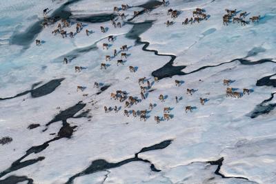 Biden administration will limit drilling in Arctic refuge as it secures president’s legacy