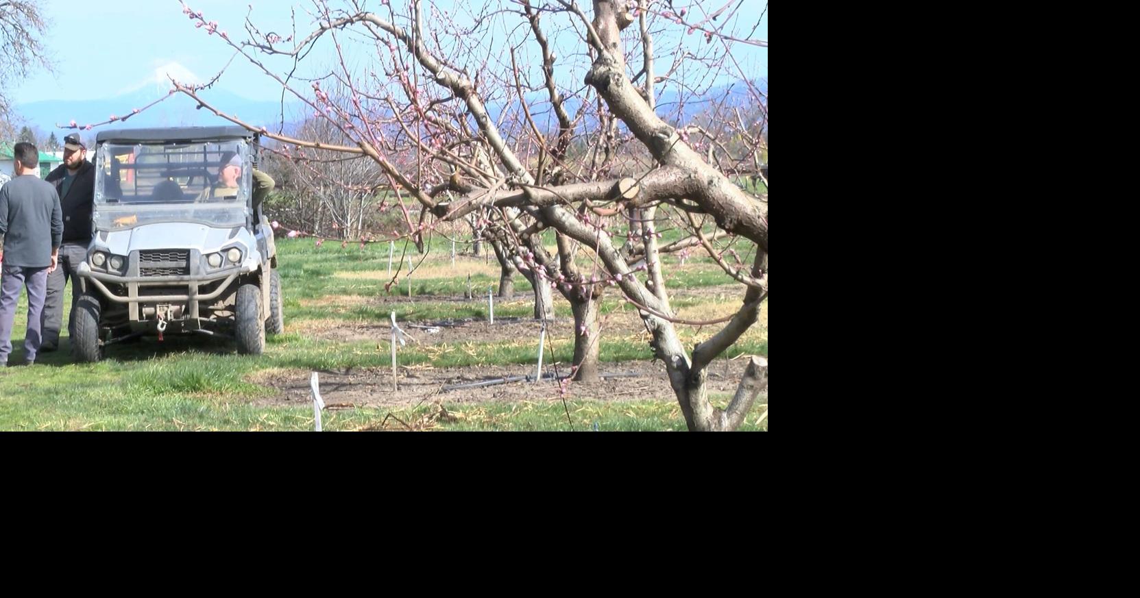 Warm winter pushes crops into early bloom, farmers fear frost could wipe out harvest
