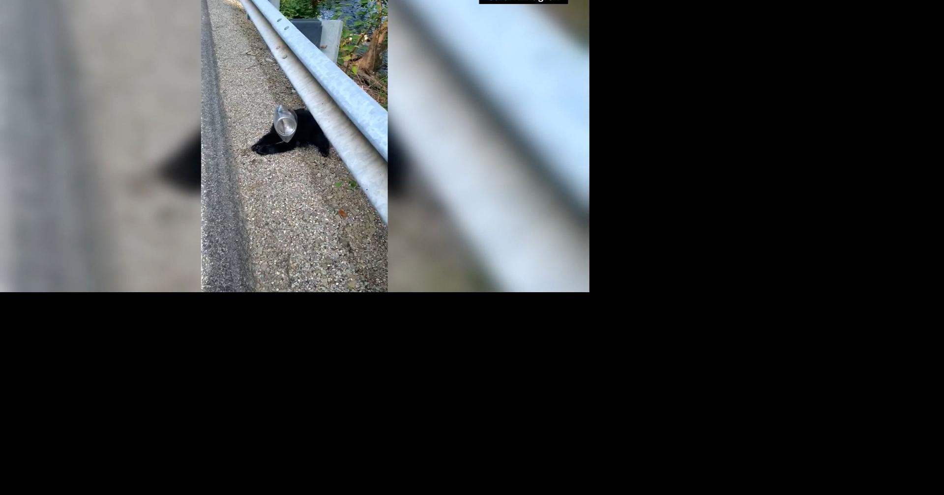 Distressed bear cub rescued after its head was trapped in a plastic ...