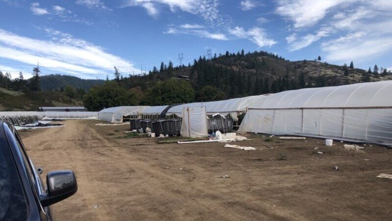 Investigators bust large 'hemp' farm near Canyonville; related to earlier raid