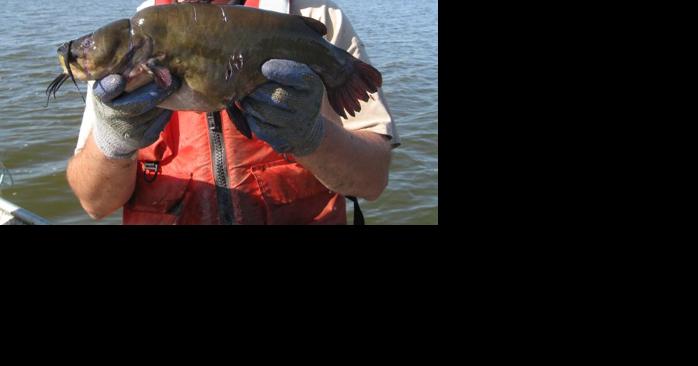 Bullhead and fathead minnows out at Heart Lake? - Vimarsana News