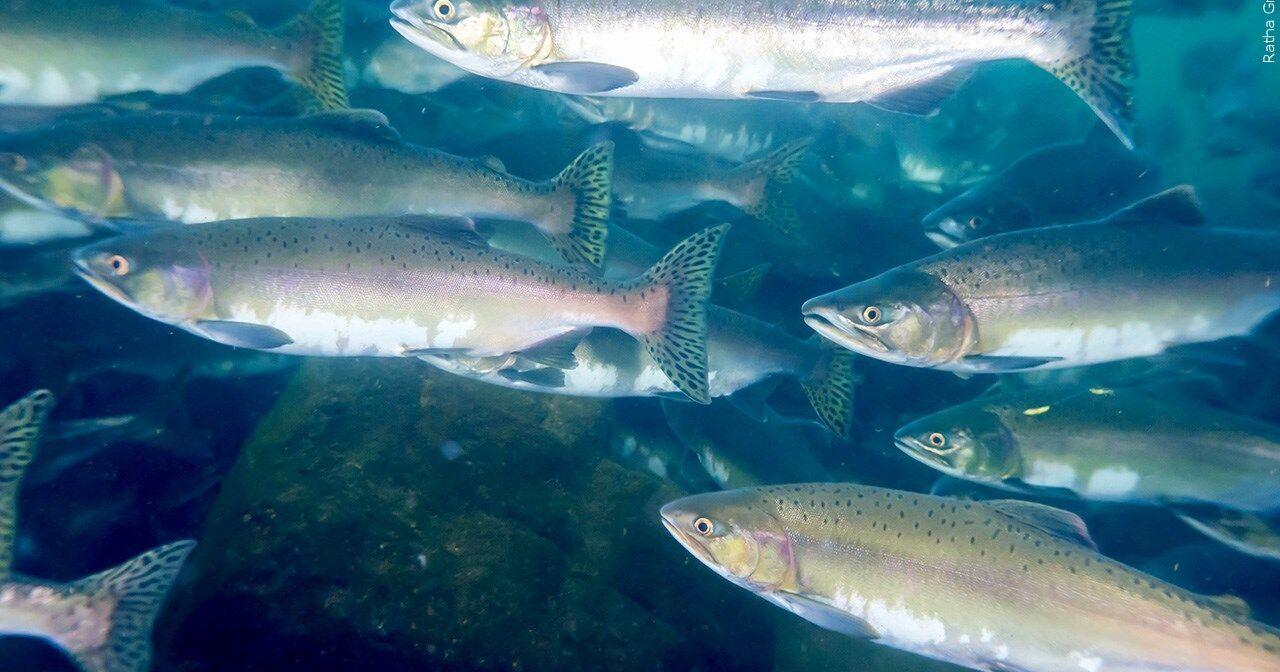 Nearly 500,000 salmon released into Klamath River - Vimarsana News