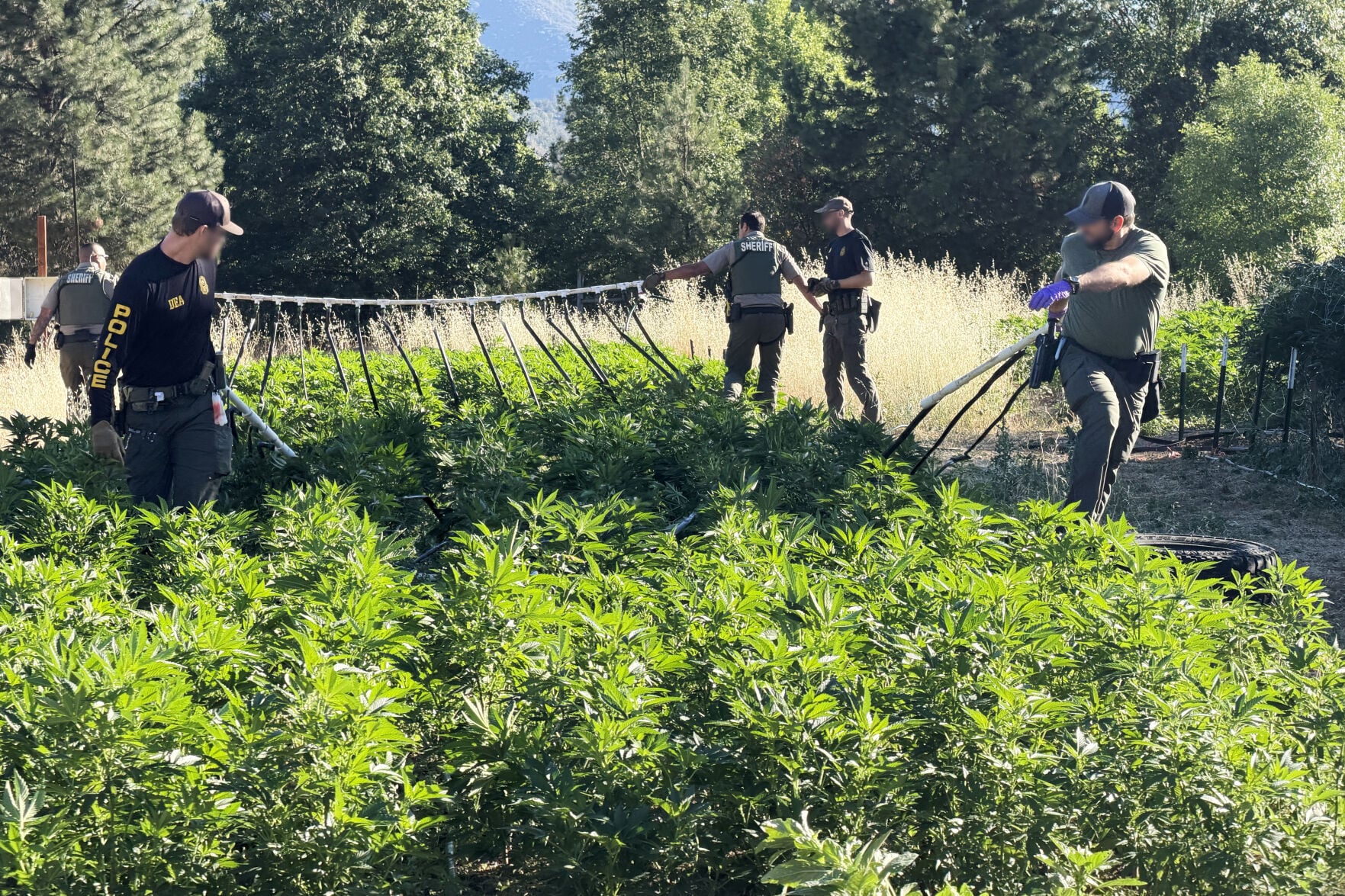 kdrv.com - Kaleb Clark - Detectives bust black market marijuana operation in Jacksonville