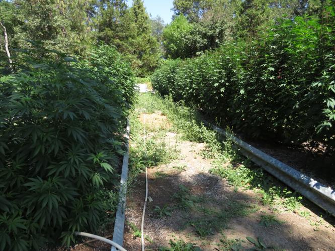 Weed, water and warrants in Josephine County law enforcement efforts