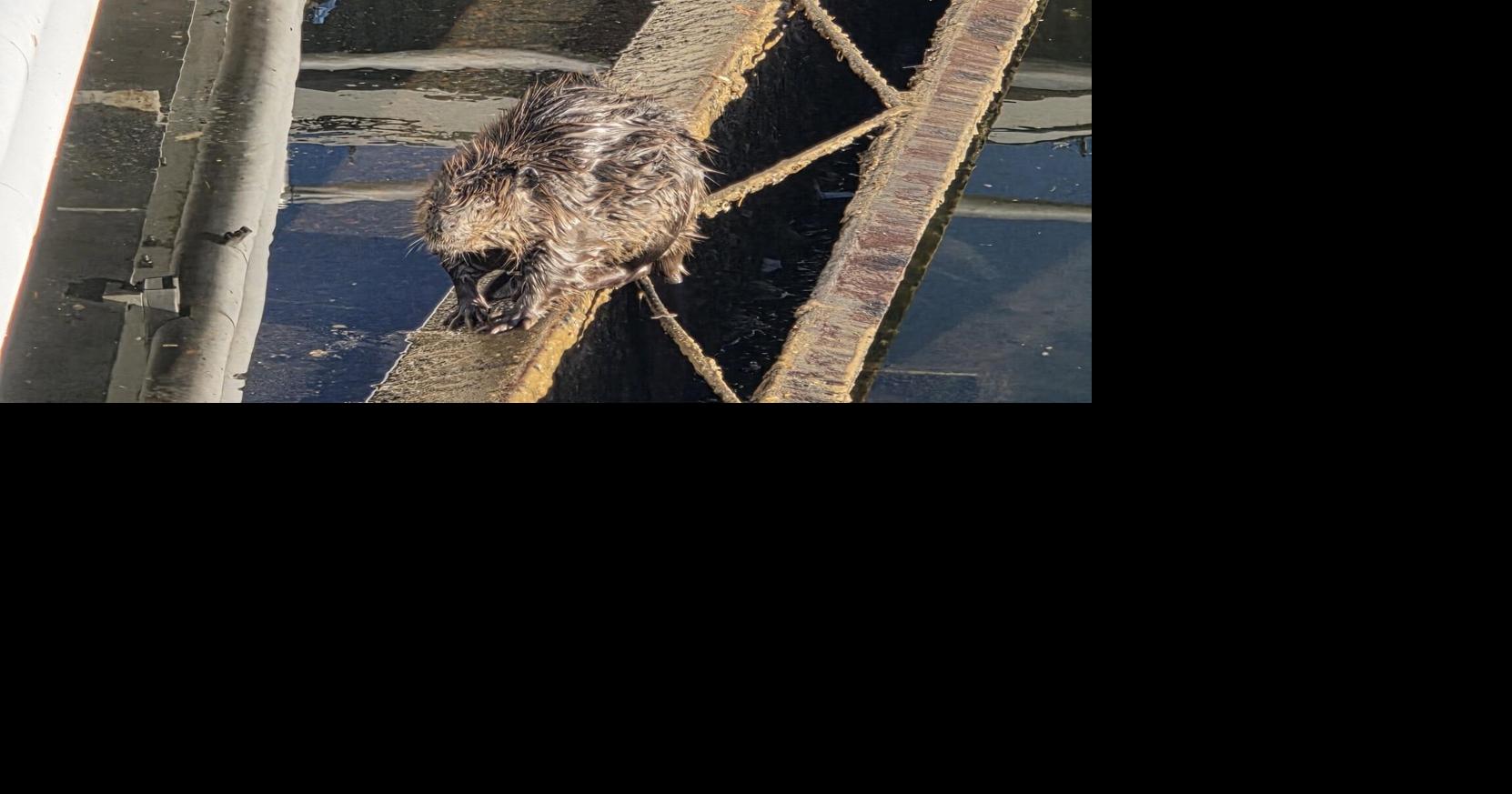 More photos of the beaver rescue HERE. | | kdrv.com