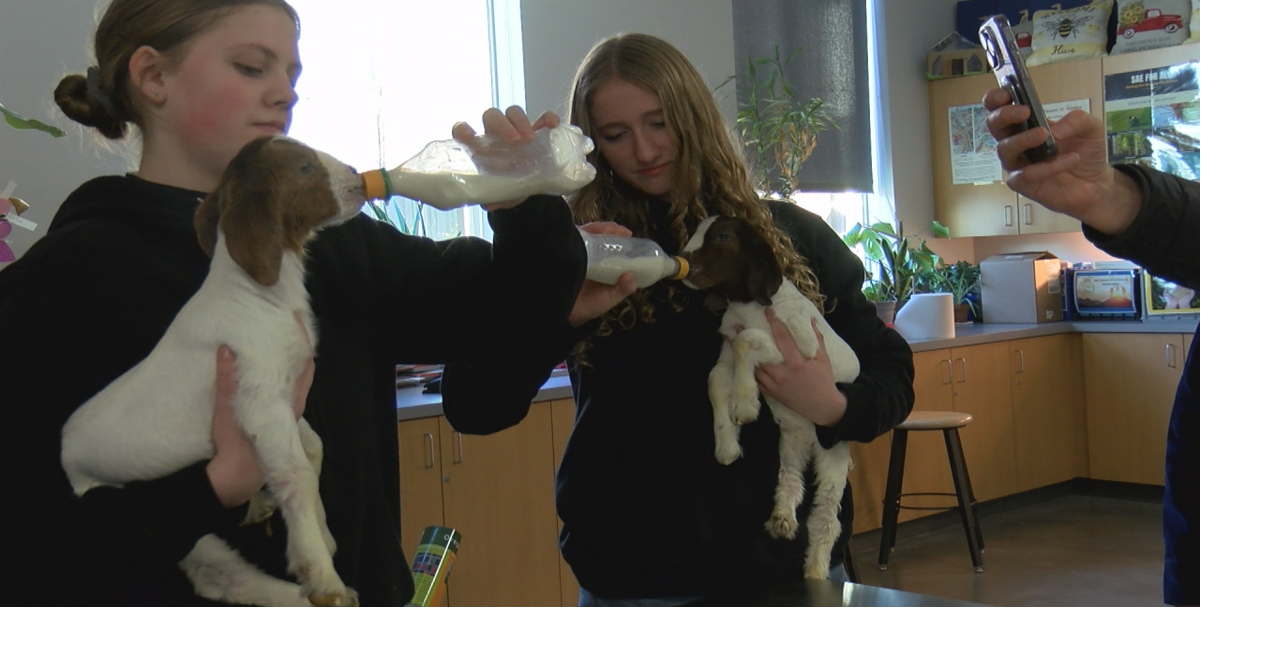 Phoenix High School's newest additions: meet the boer baby goats!