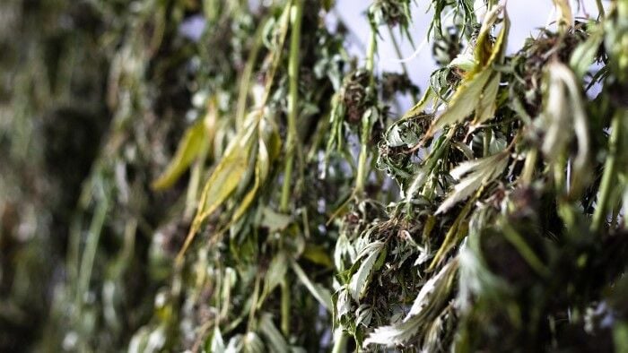 Marijuana hung for drying FILE