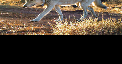 Police searching for information on dead gray wolves in Klamath County - Vimarsana News