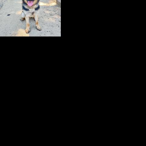 Pet of the Week: James! | Pet of the Week
