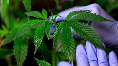 Massive marijuana operation discovered just south of Klamath Falls