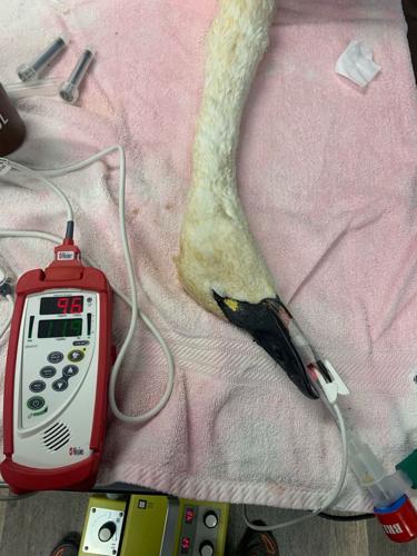 Tundra Swan rescued by Think Wild hooked to monitors Nov 2022.jpeg