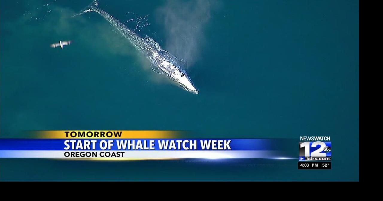 Whale Watch Week starts on Oregon coast Video