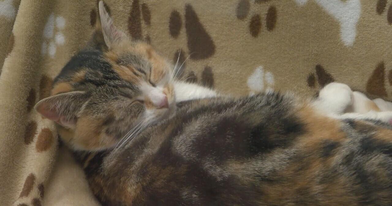 Animal rescues in Oregon calling for a stop to proposed ODA amendment that would increase annual fees - Vimarsana News