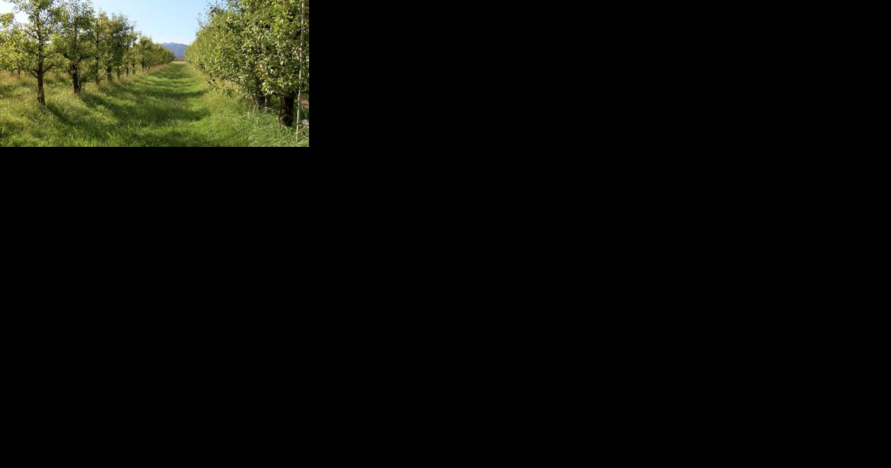 Family pear orchard sees first summer without a harvest - Vimarsana News