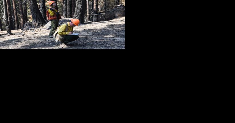 Forest Service's burned research area fuels case for thinning and prescribed burns - Vimarsana News
