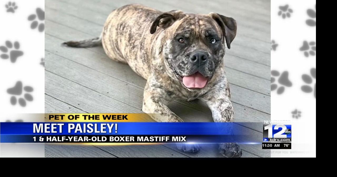 Pet of the Week! Meet Paisley! Pet of the Week